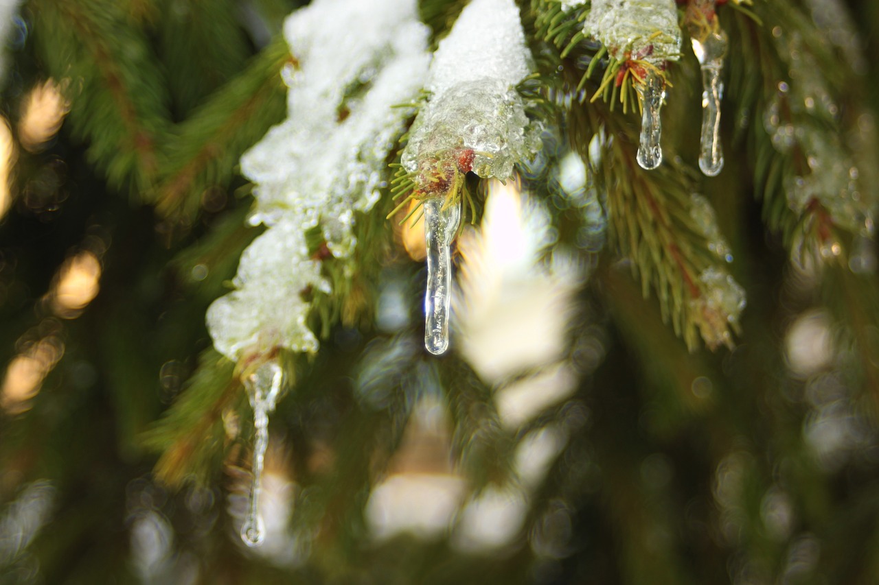 ice snow tree free photo