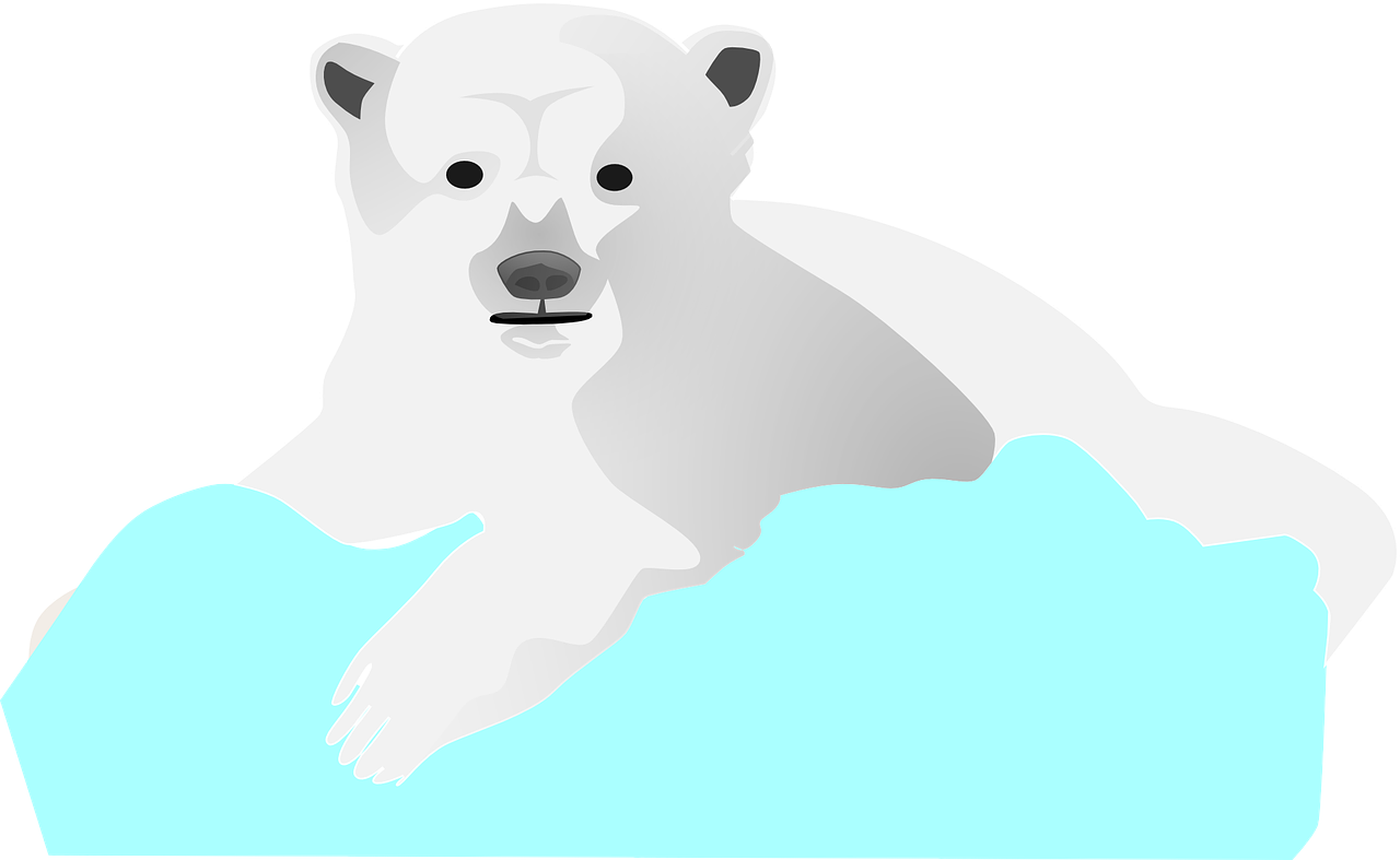 ice bear polar free photo