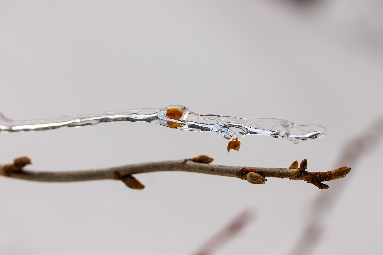 ice ice on tree branch thin ice free photo