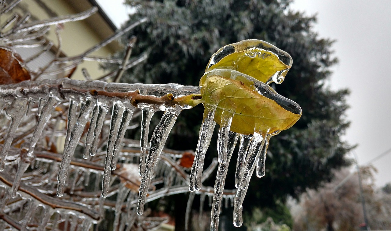 ice  gelicidio  leaf free photo