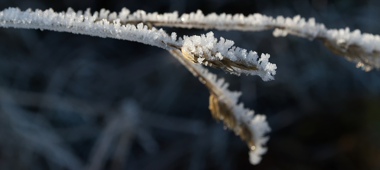 ice  winter  eiskristalle free photo