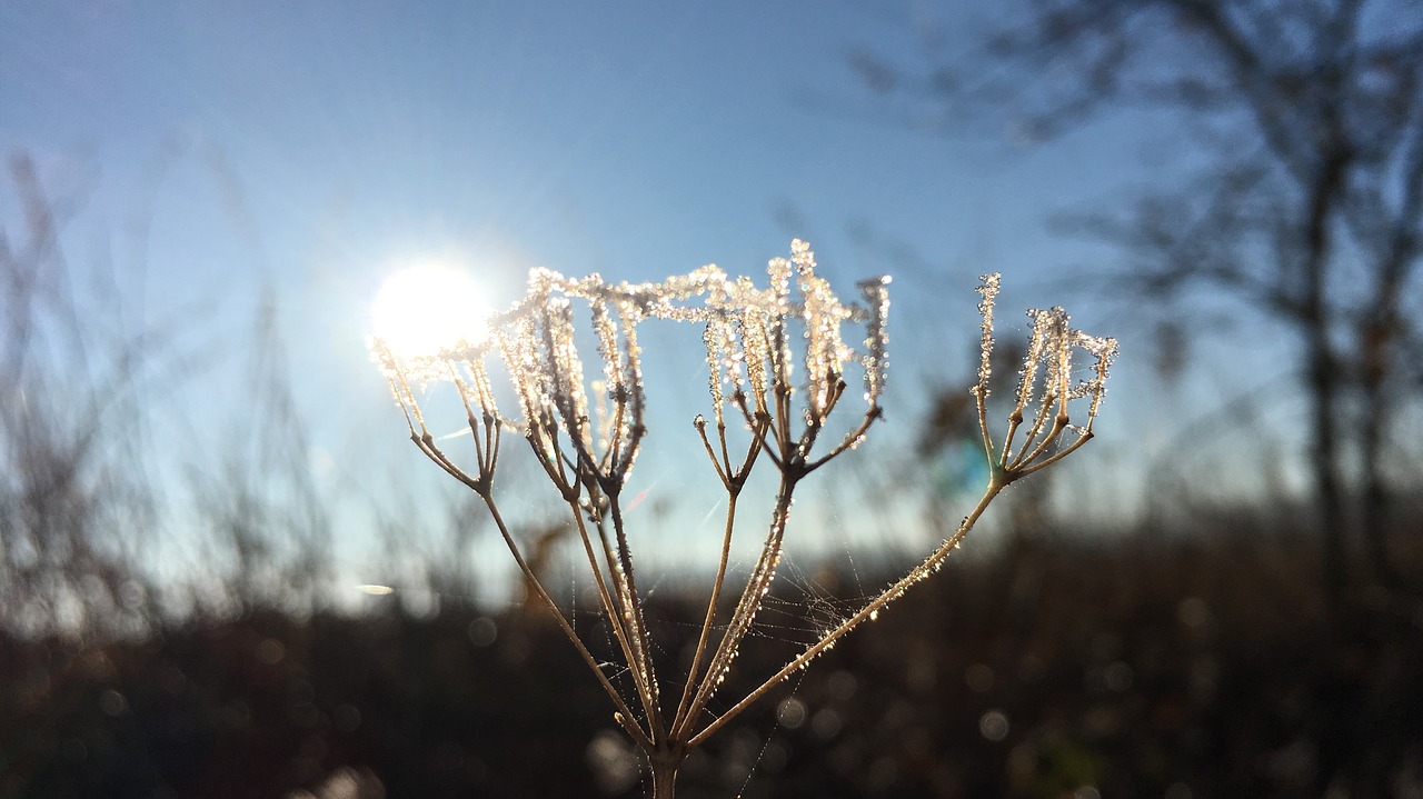 ice  ice flowers  frost free photo