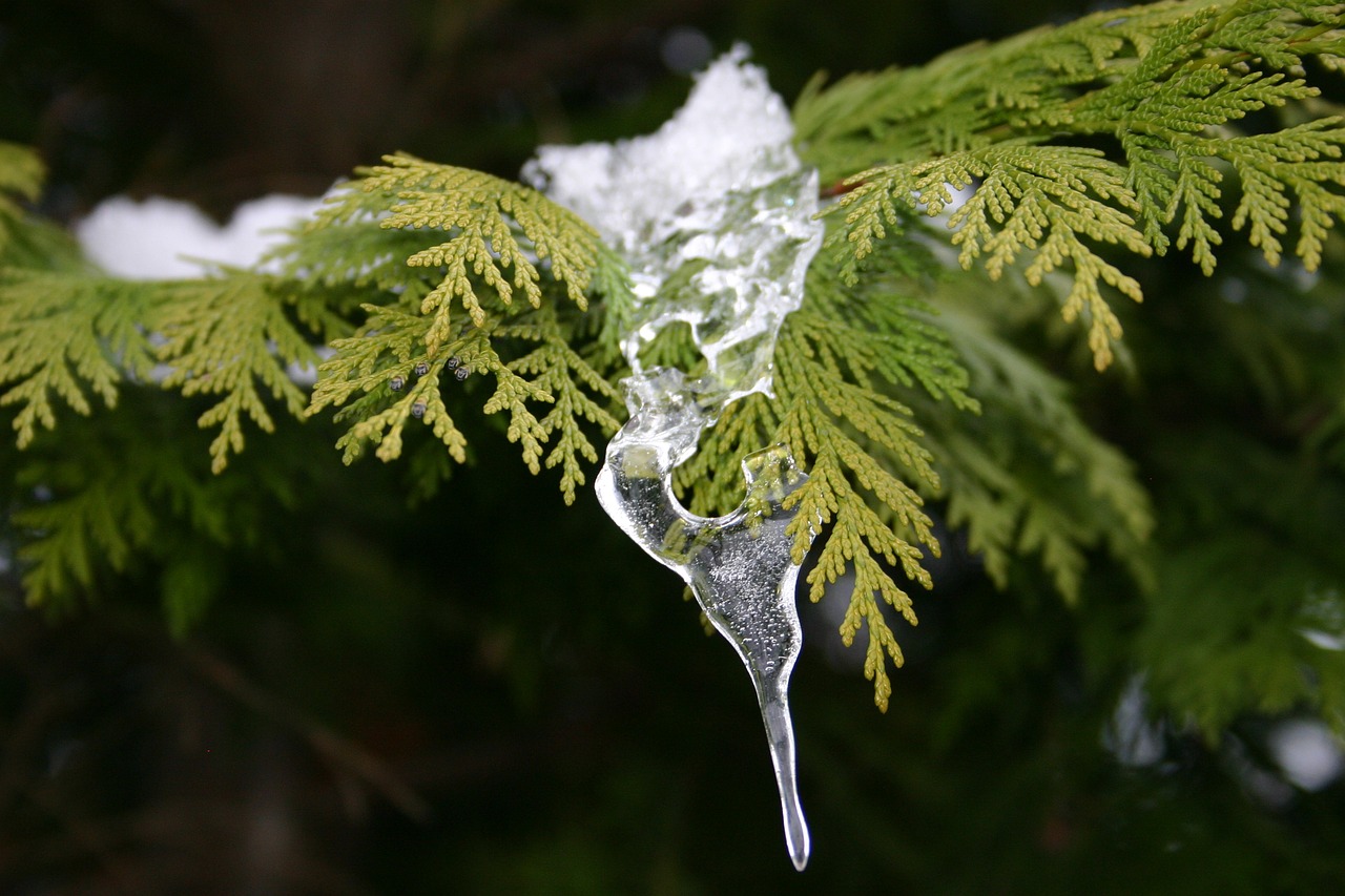 ice  winter  tree free photo