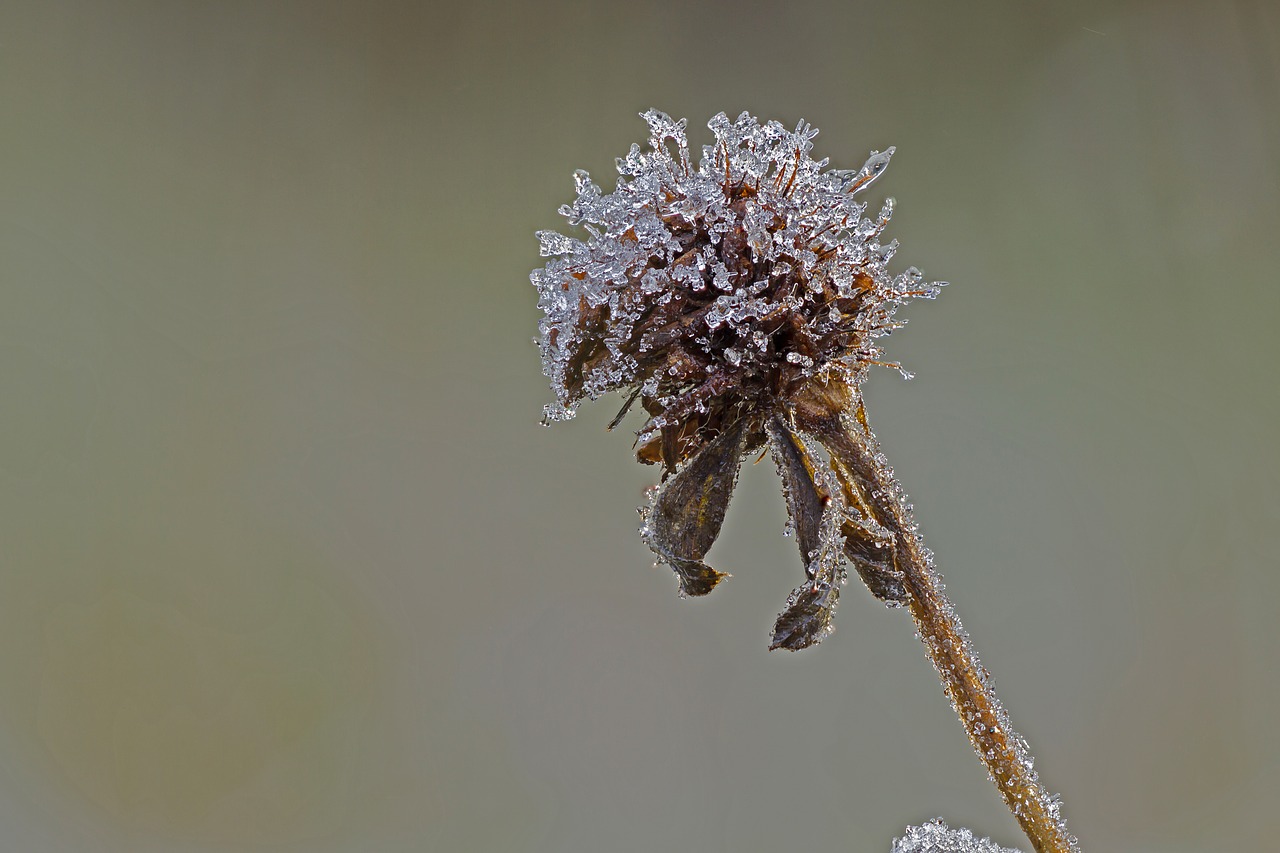 ice  eiskristalle  ripe free photo