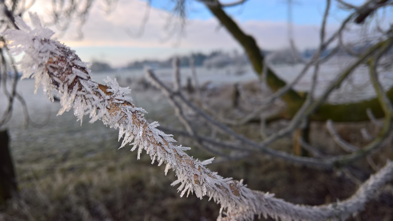 ice  winter  morning free photo