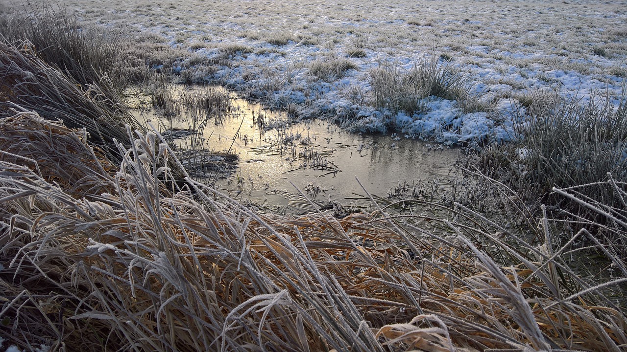 ice  winter  morning free photo