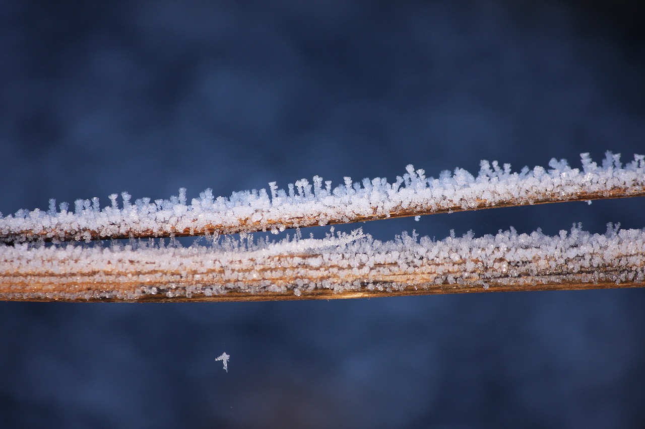 ice  crystals  winter free photo