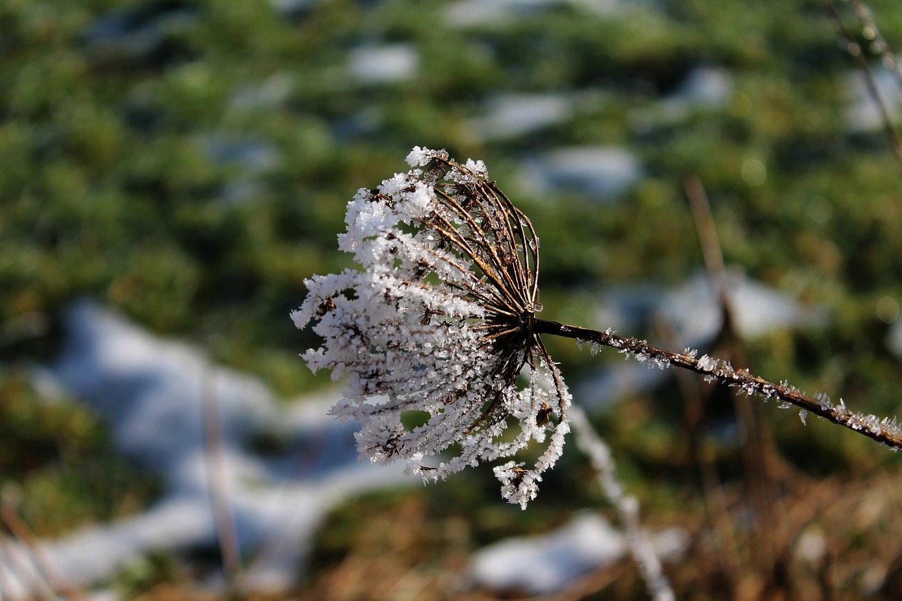 ice  frosted  eiskristalle free photo