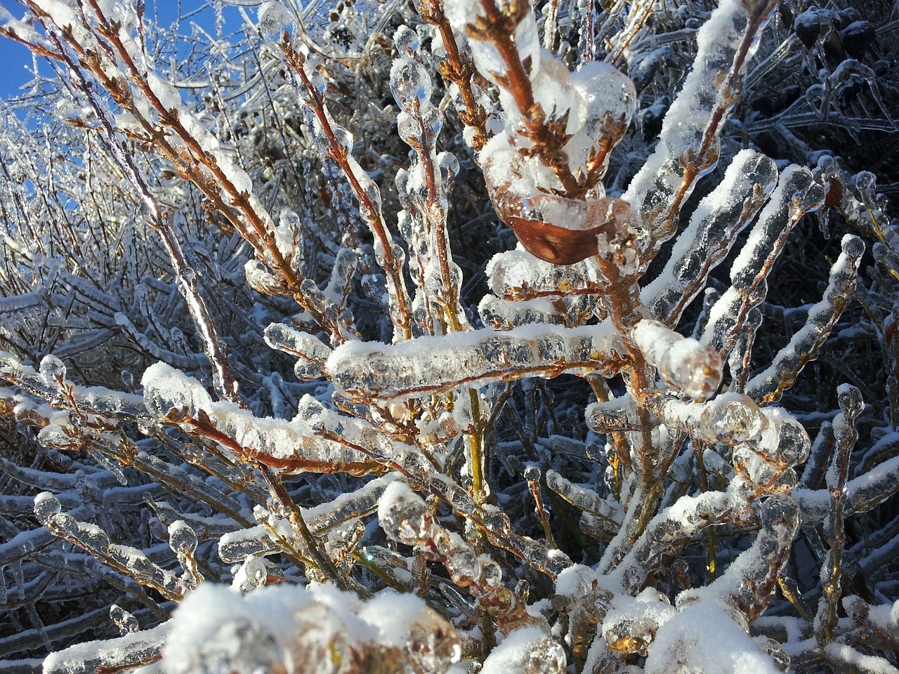 ice tree winter free photo