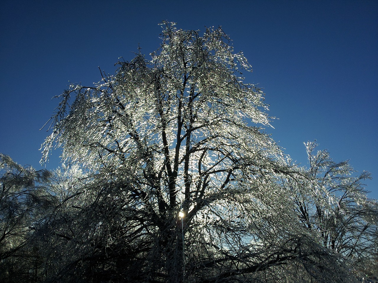 ice tree winter free photo