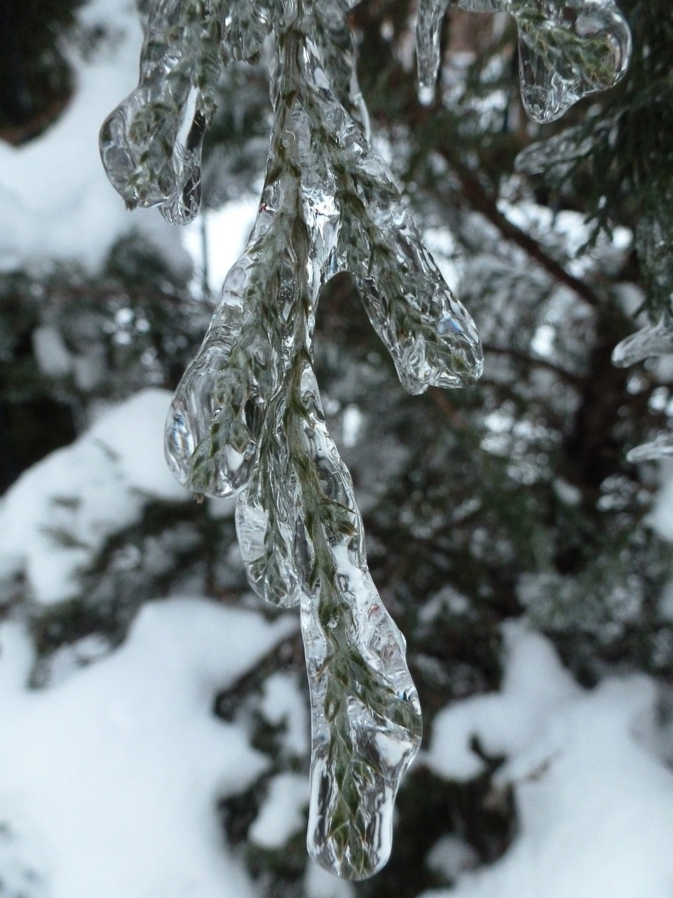 ice juniper winter free photo