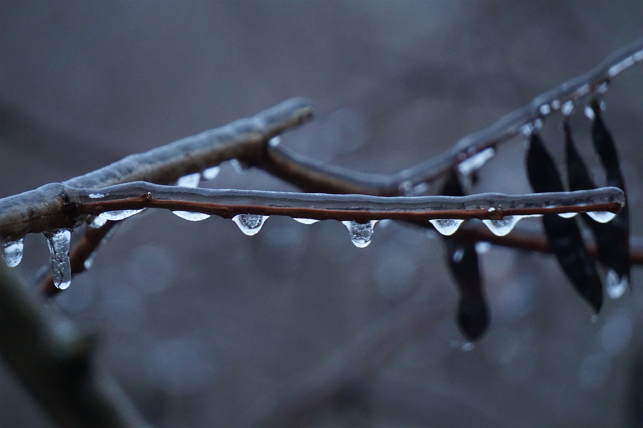 ice  rain  nature free photo