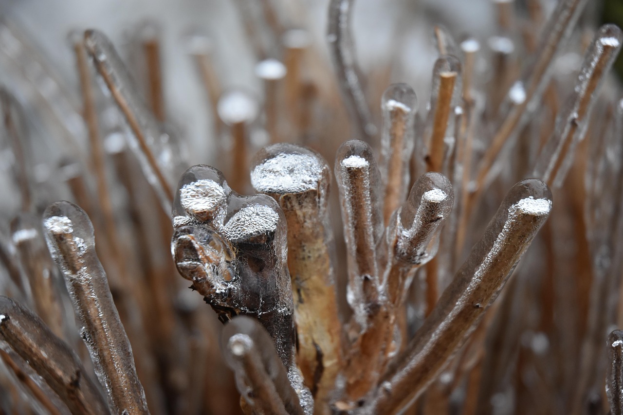 ice  frost  winter free photo