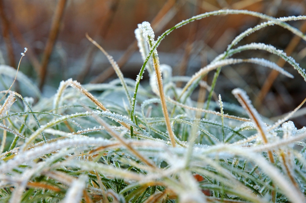 ice  grass  forest free photo