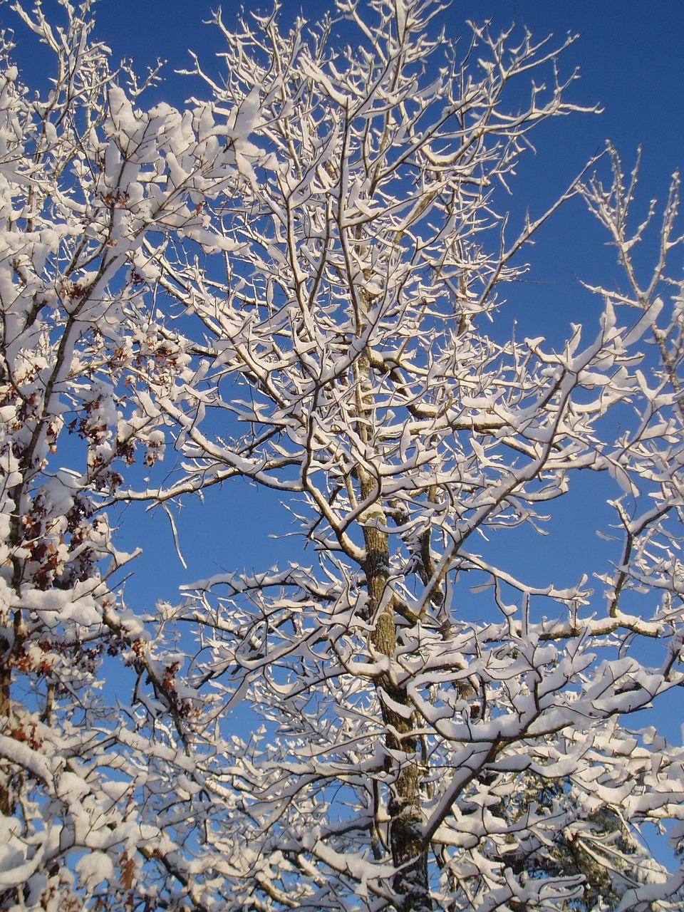 ice trees winter free photo