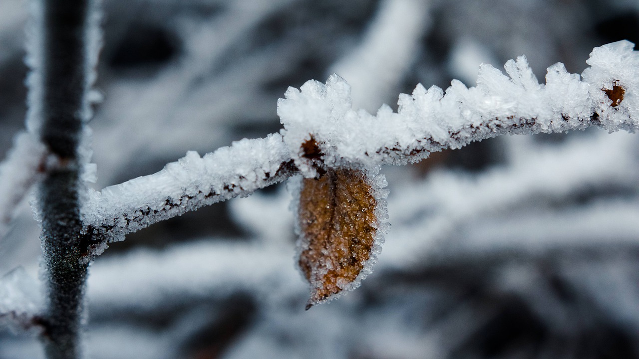 ice  winter  leaf free photo