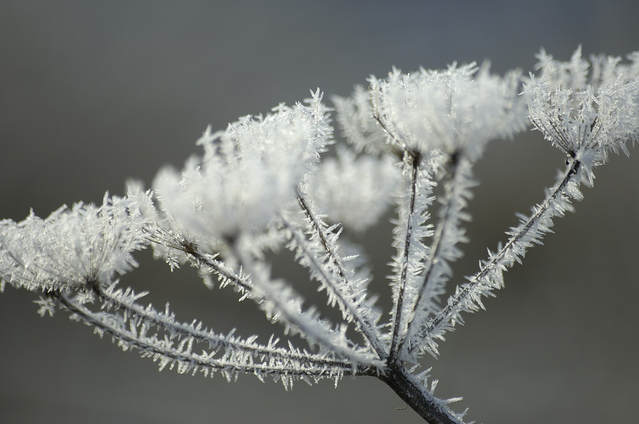 ice frost winter free photo