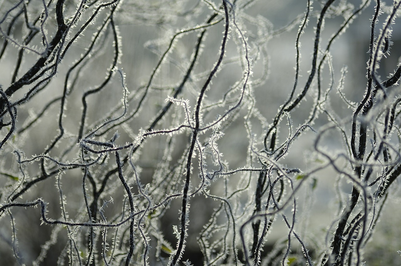 ice hoarfrost winter free photo