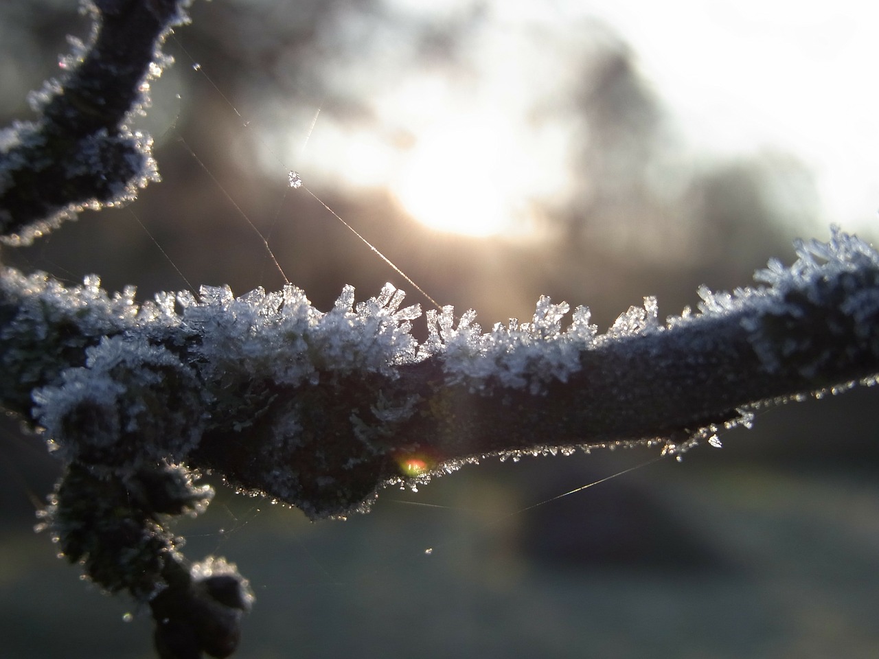 ice crystals winter free photo