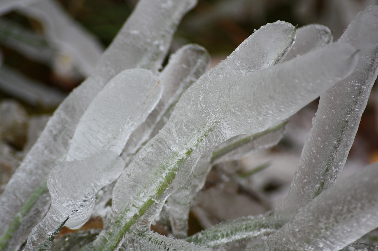 ice wild plant grass free photo