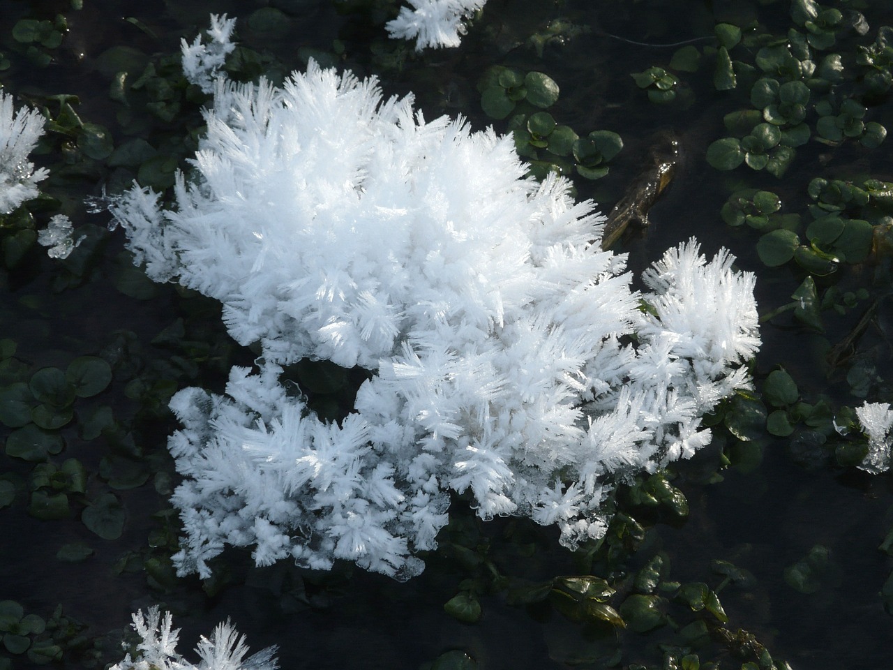 ice crystals eiskristalle free photo