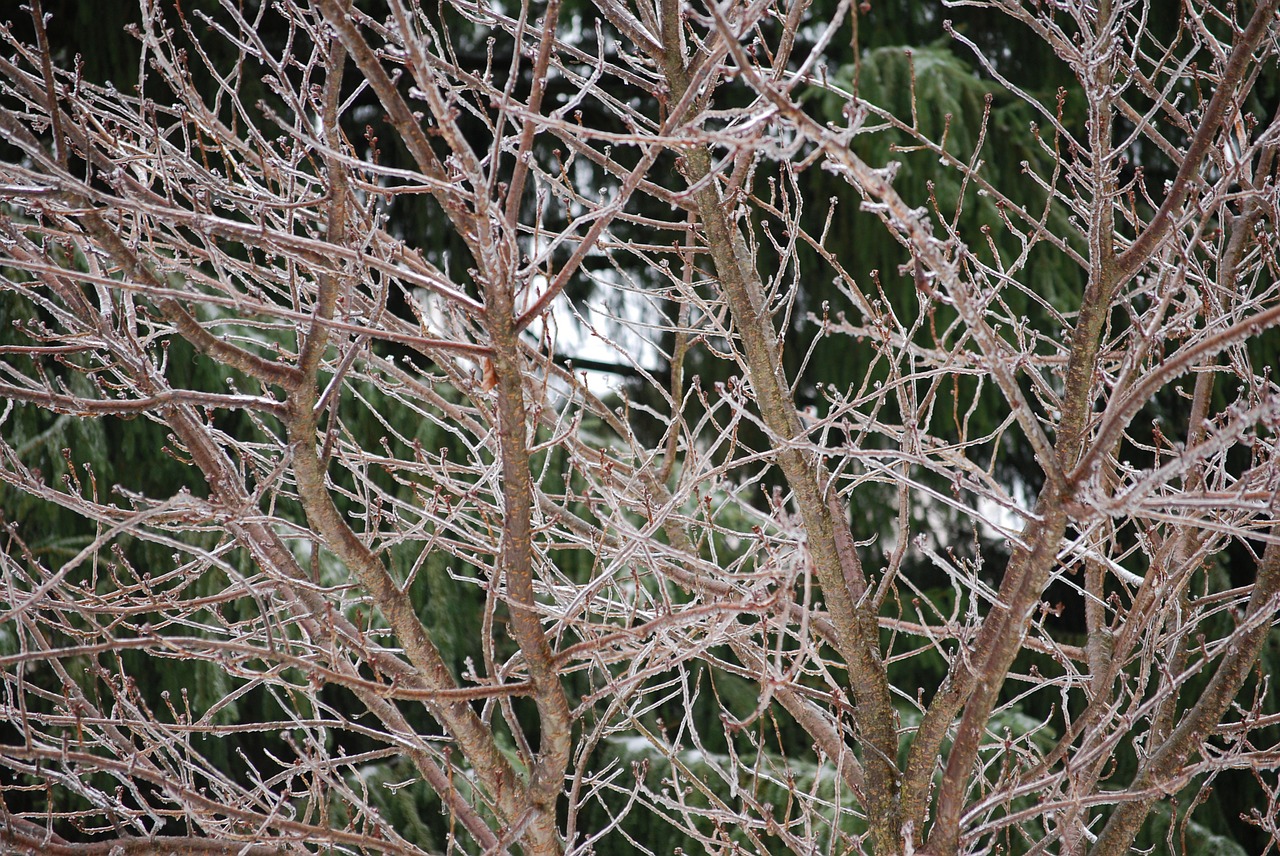 ice trees winter free photo