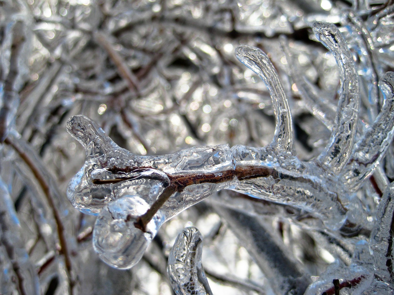 ice trees winter free photo