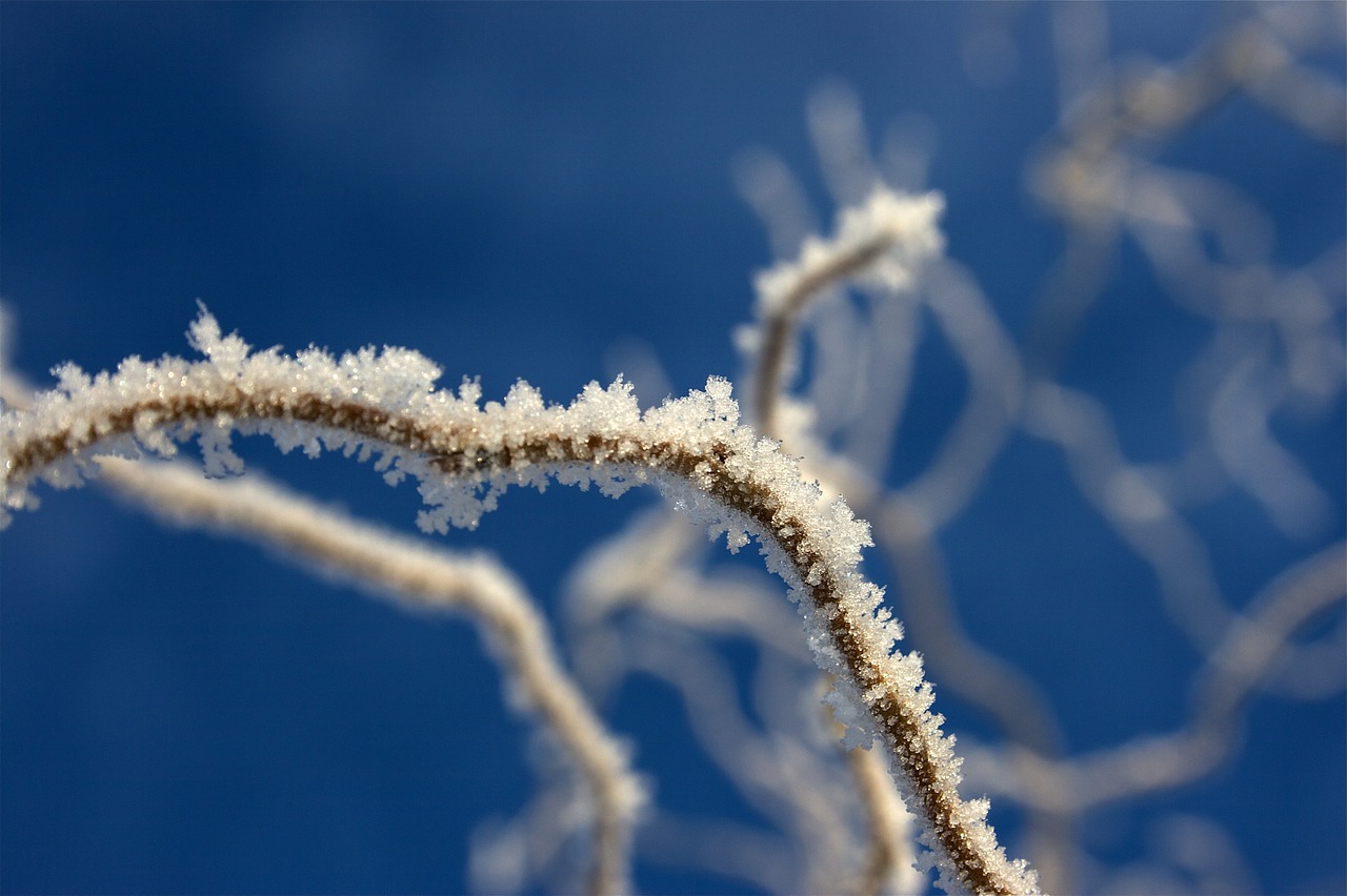 ice winter frost free photo