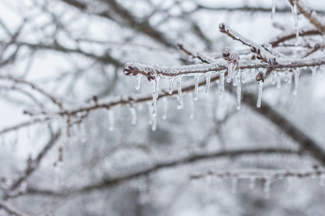 ice icicle branch free photo