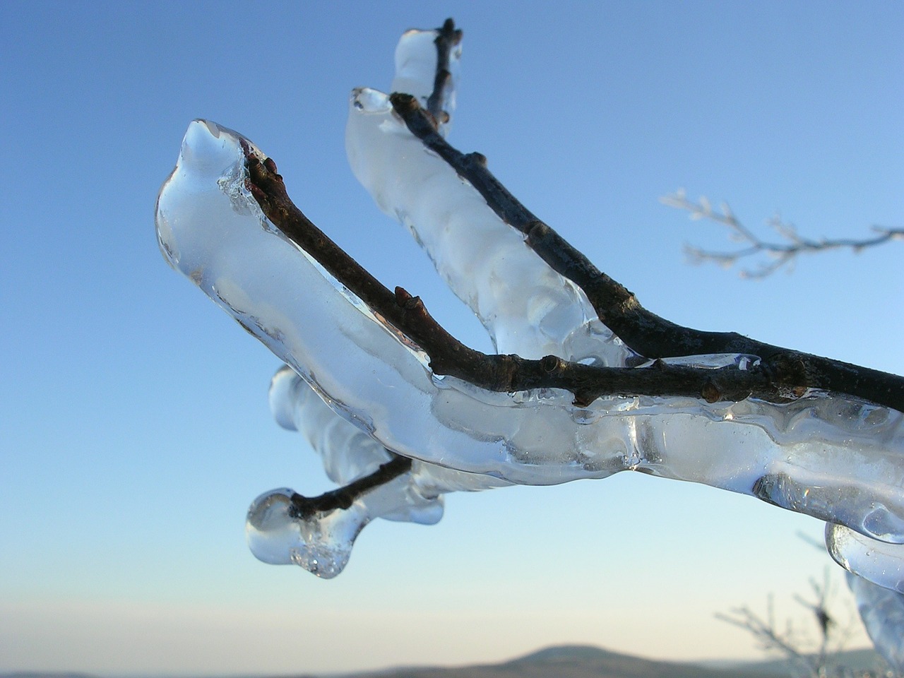 ice iced branch free photo