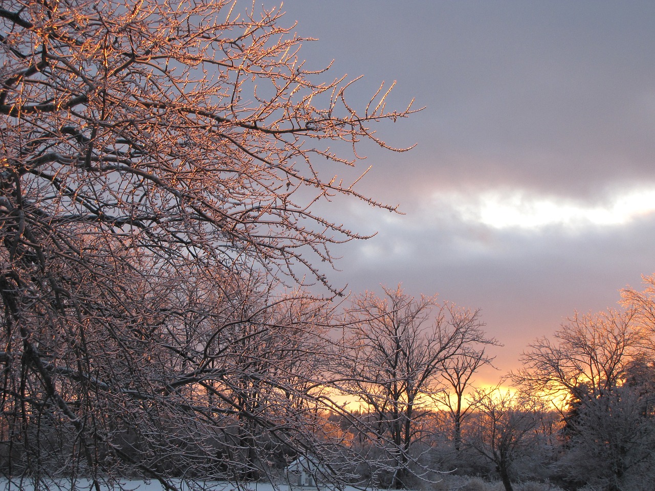 ice snow tree free photo