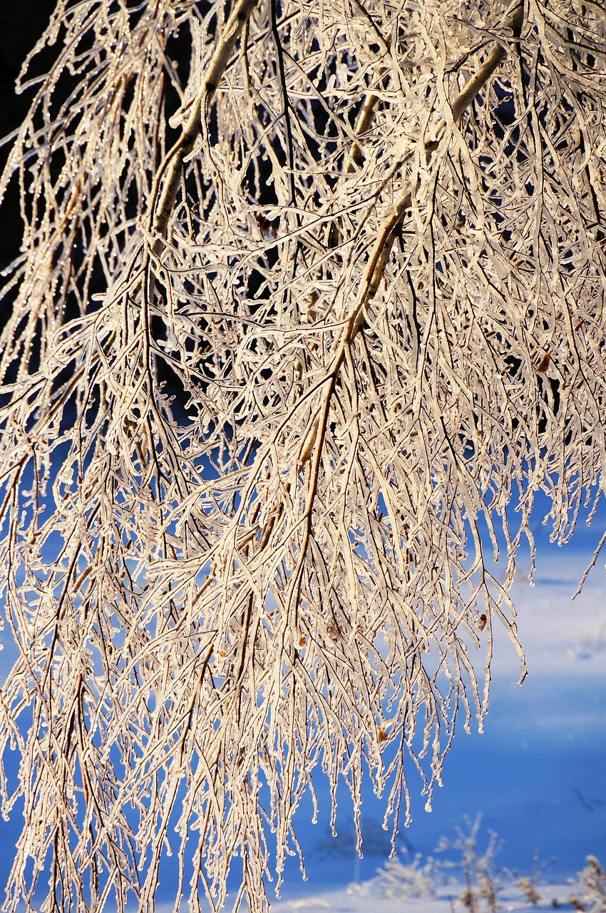 ice snow tree free photo