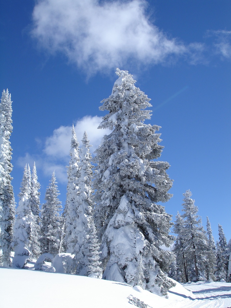 ice tree mountain free photo