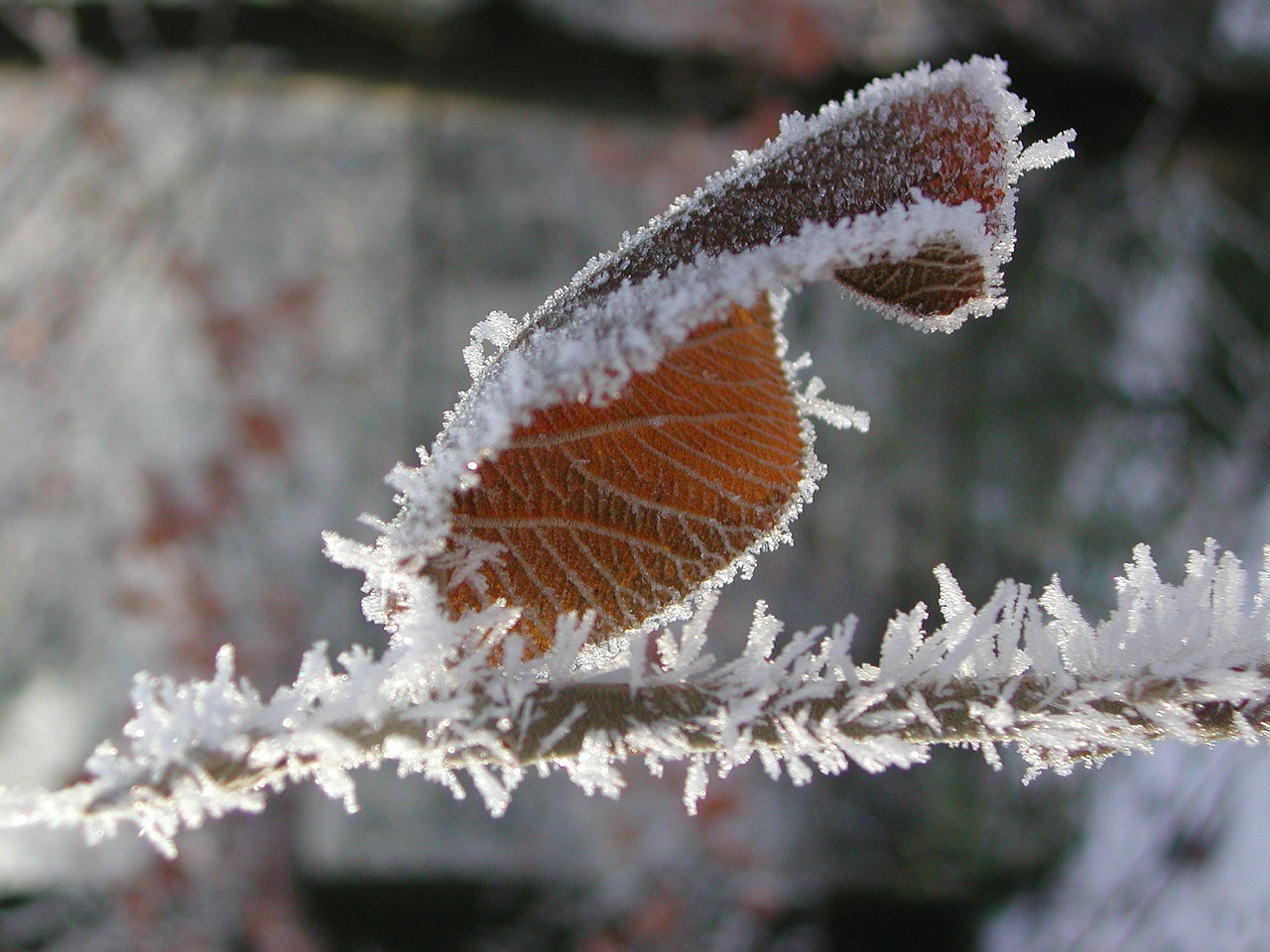 ice leaf frozen free photo