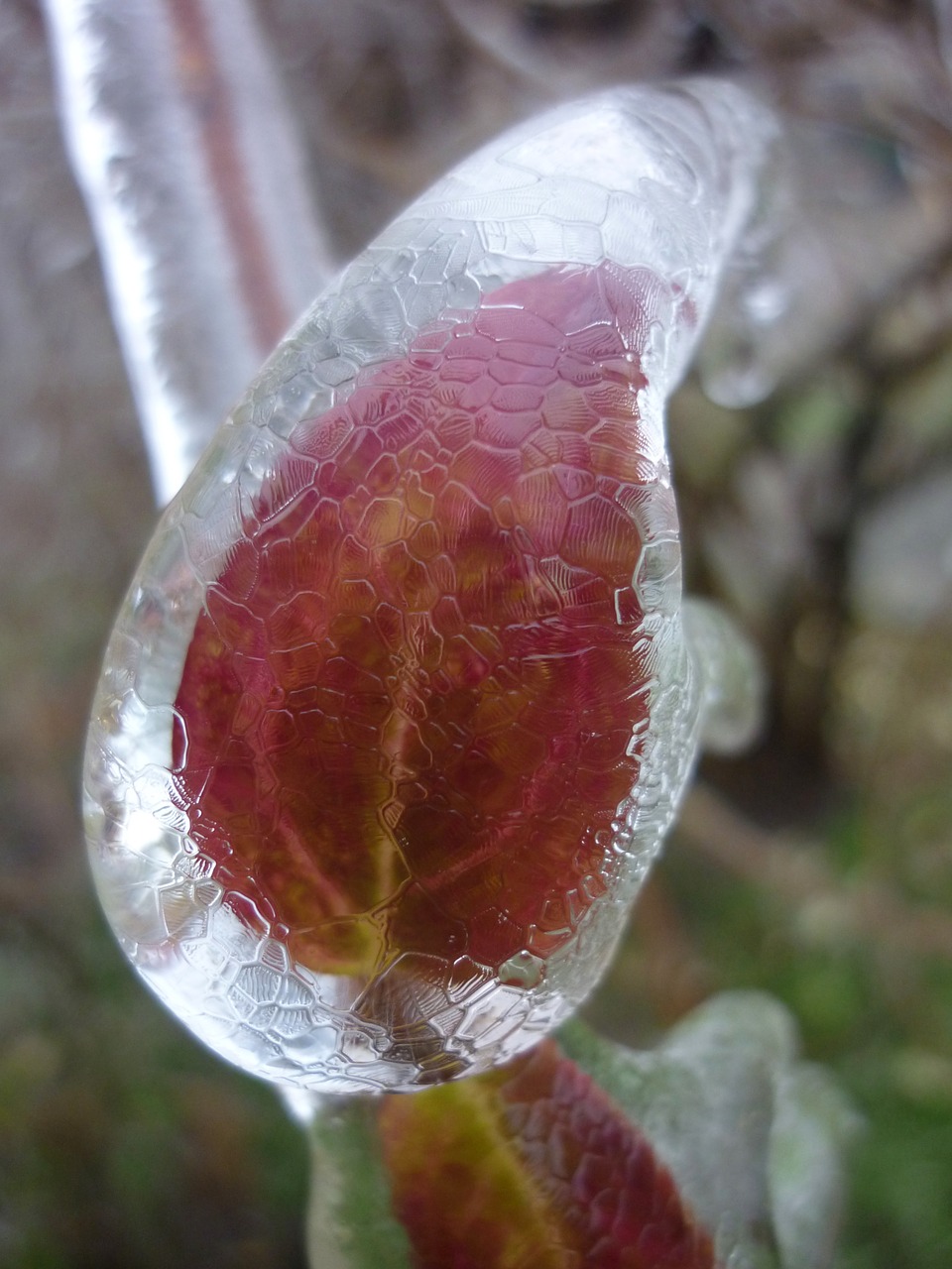 ice foliage frozen free photo