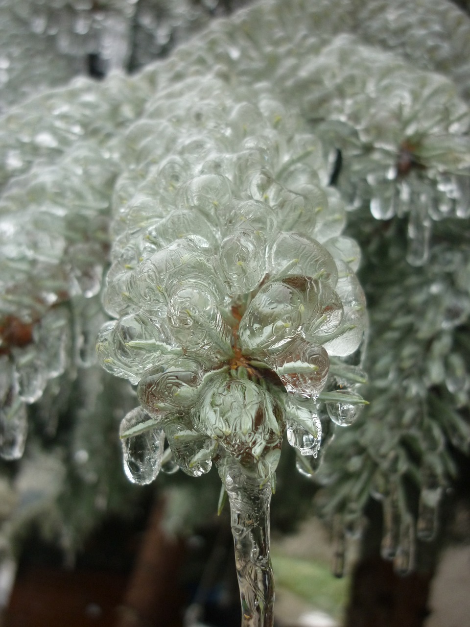 ice pine-needle nature free photo