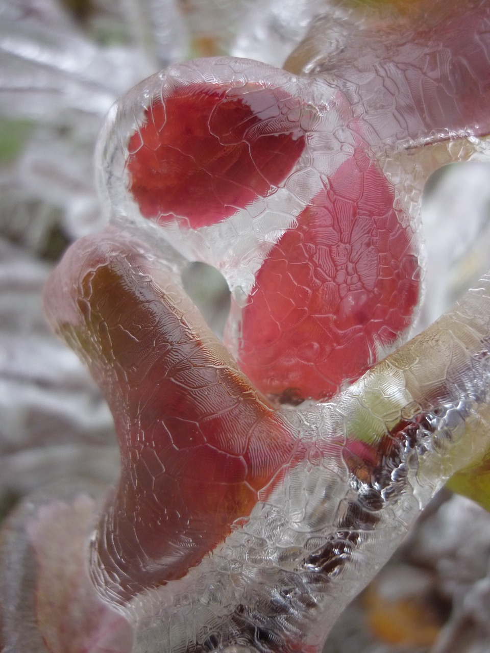 ice foliage frozen free photo