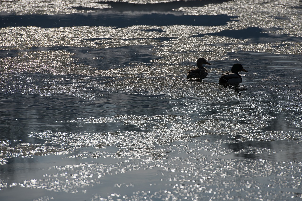 ice snow wild goose free photo