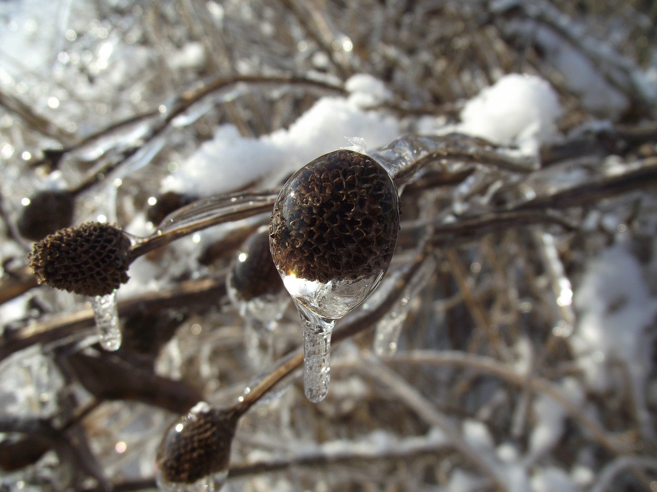 ice winter macro free photo