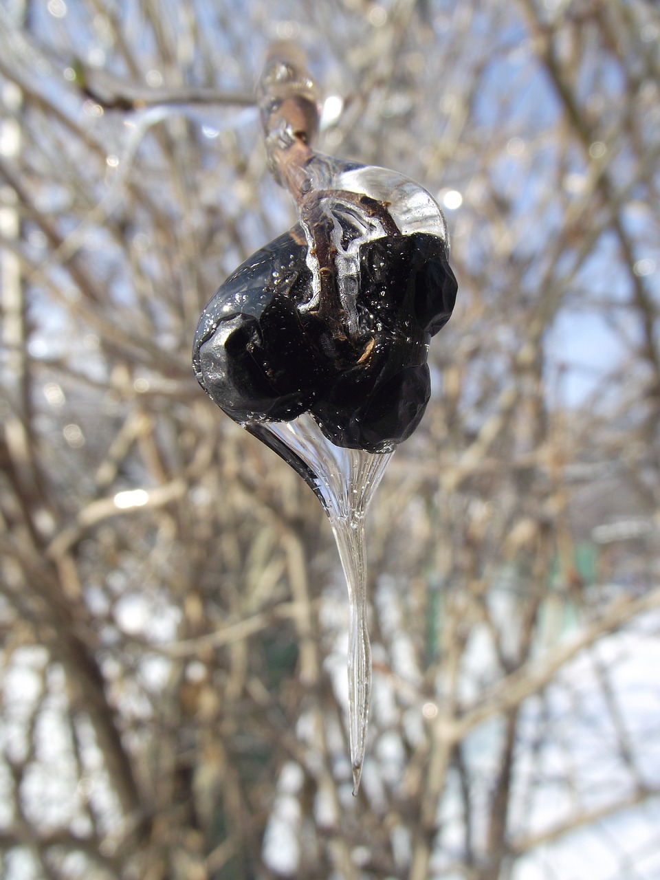 ice winter macro free photo