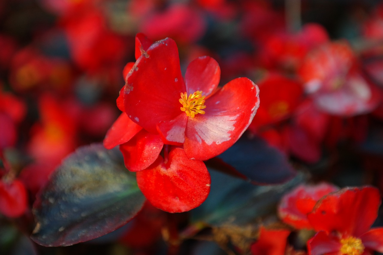 ice begonia flower blossom free photo