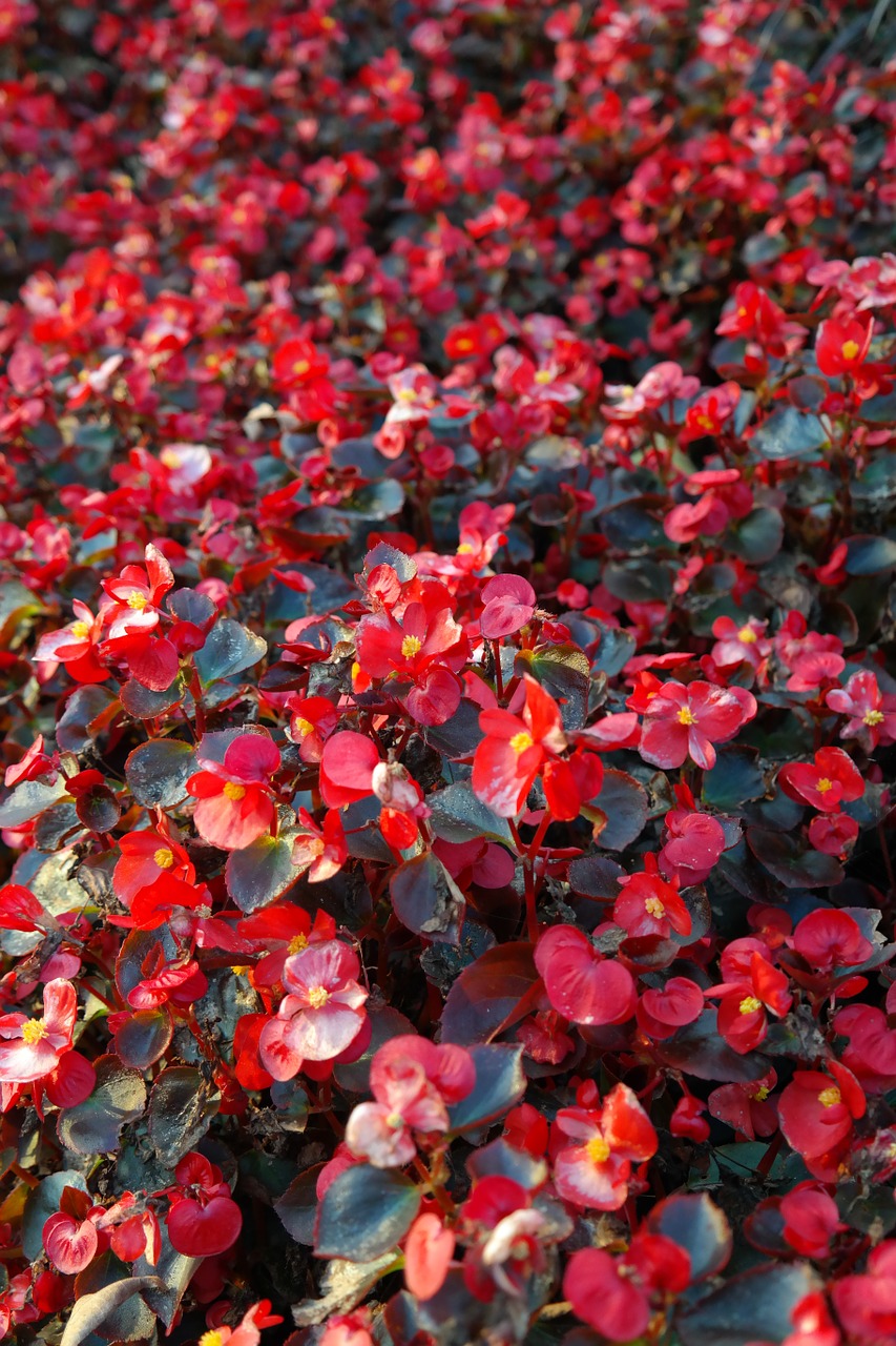 ice begonias flowers red free photo