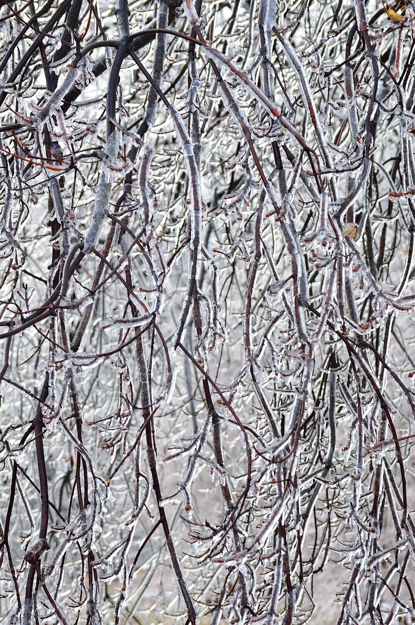 ice branches winter season free photo