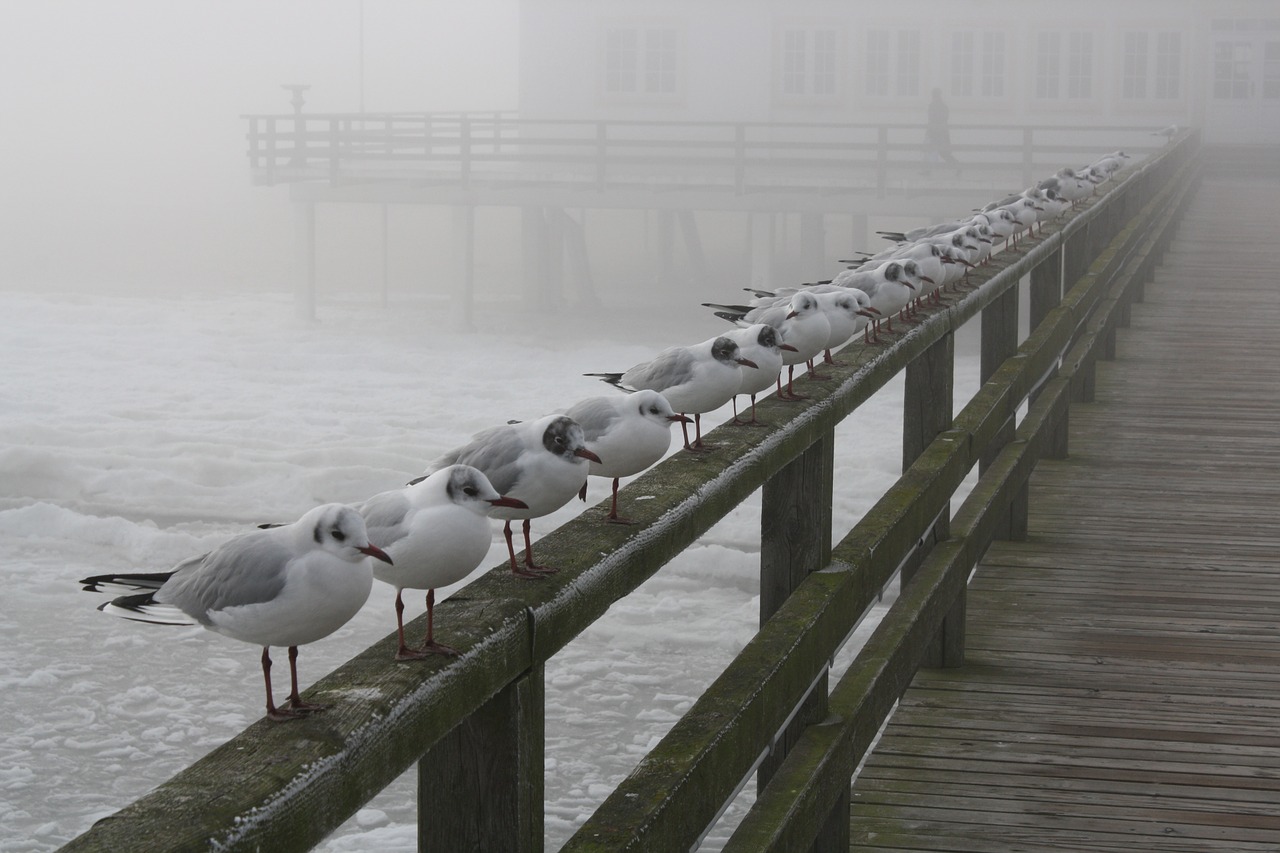 ice cold usedom baltic sea free photo