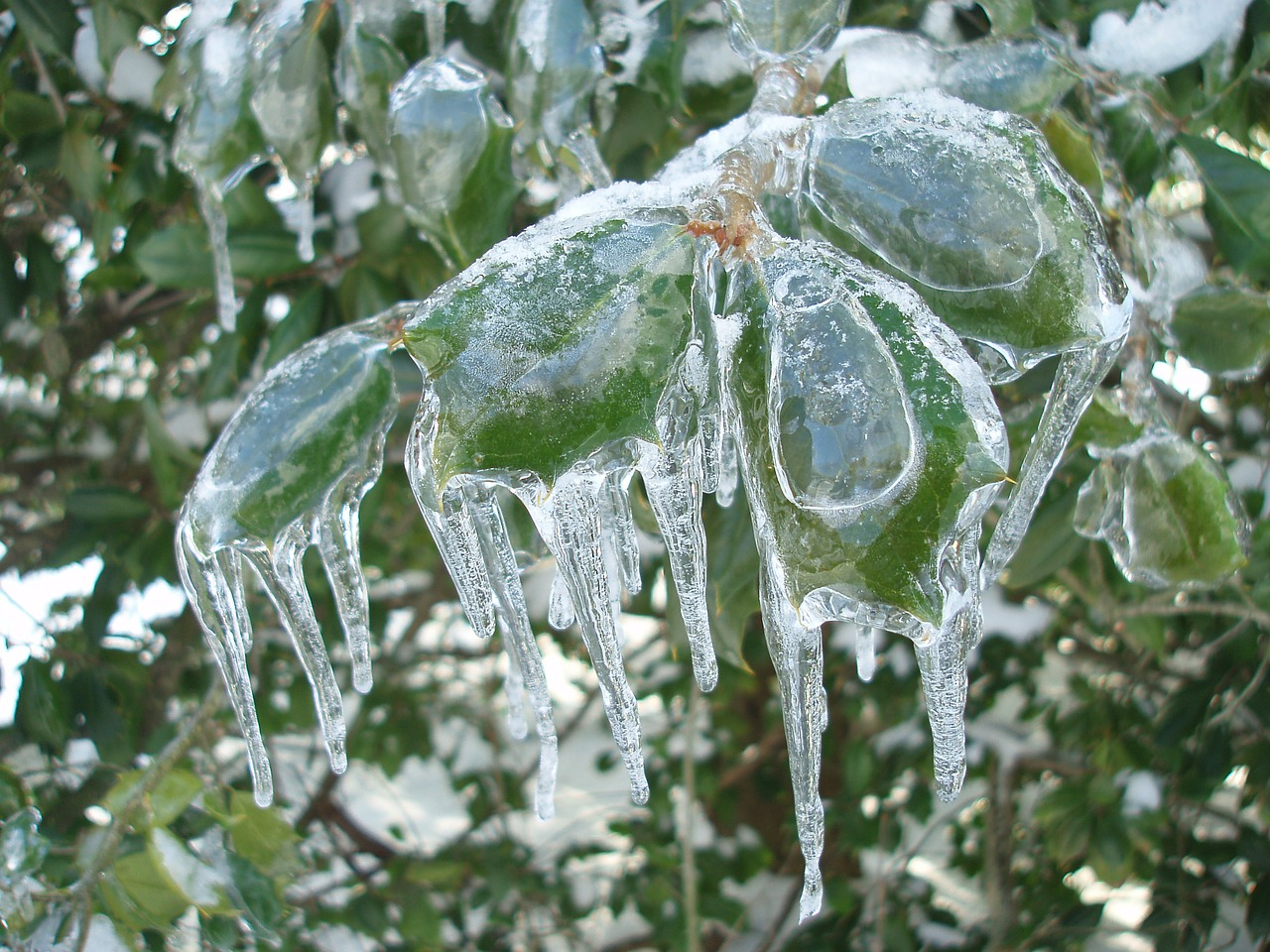 ice covered holly bush cold frozen free photo