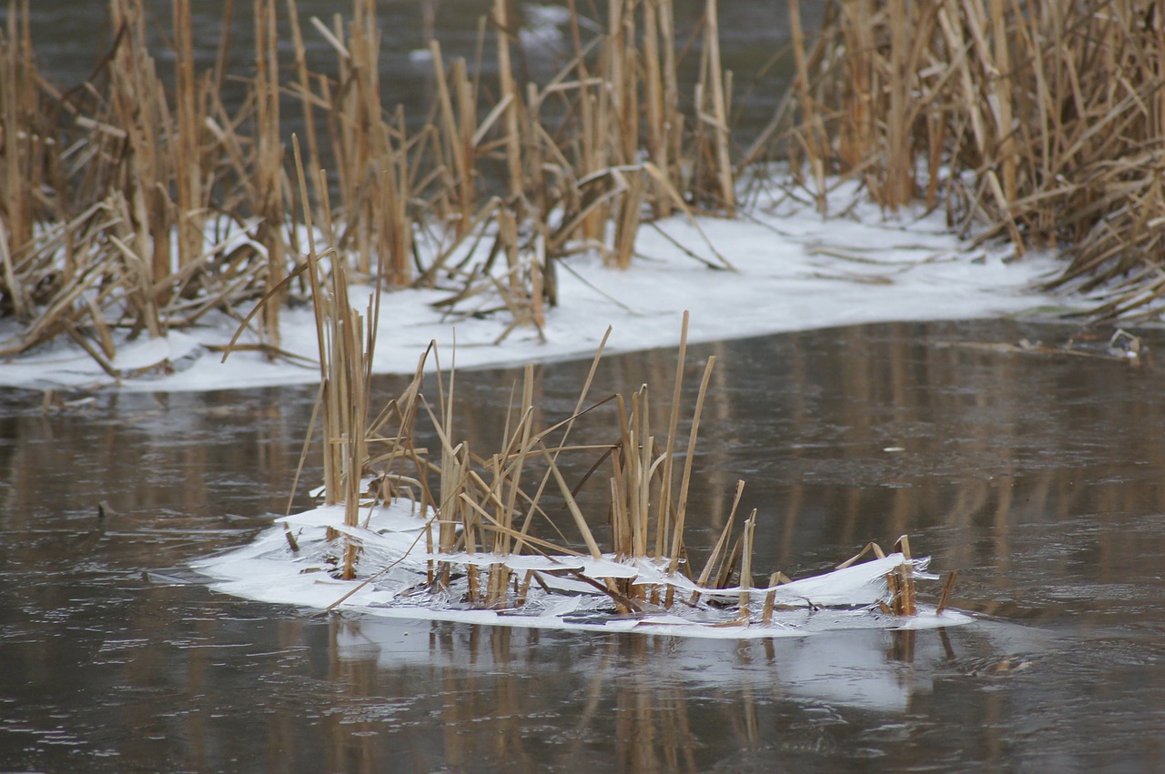 ice cream floors frost free photo