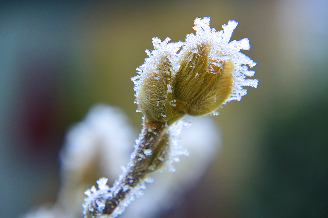 ice crystal frozen macro free photo