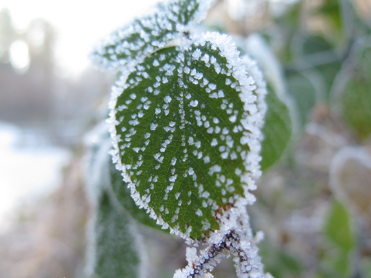 ice crystal leaf leaves free photo