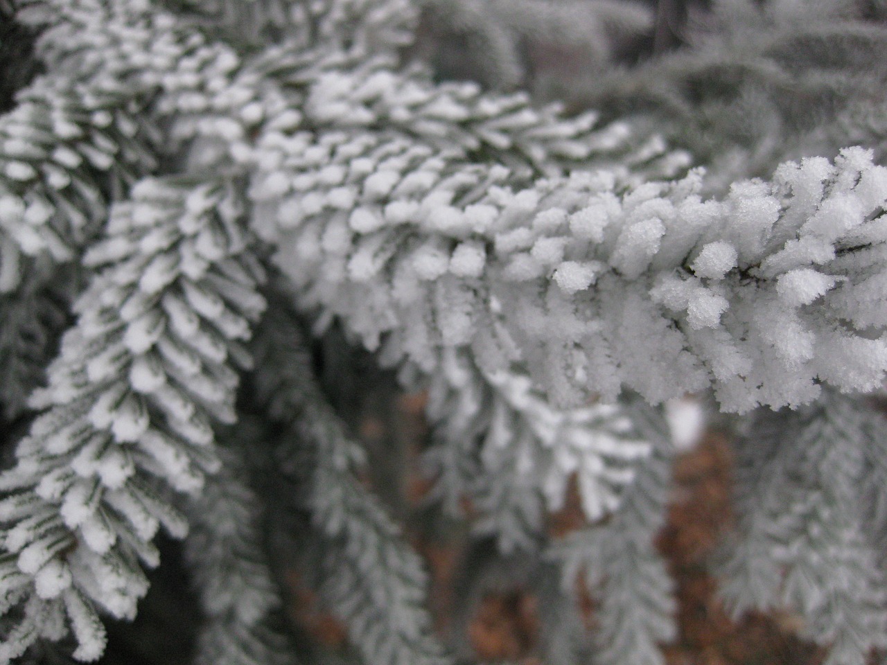 ice crystals winter frost free photo