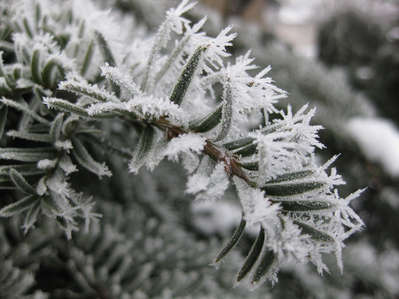 ice crystals frozen cold free photo